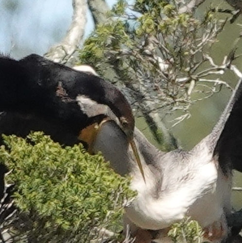Australischer Schlangenhalsvogel — Bild 4 von 8