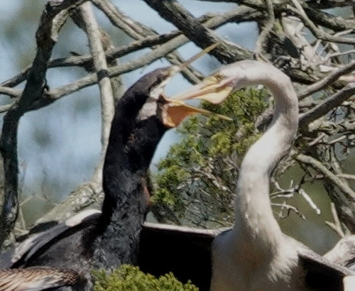 Australischer Schlangenhalsvogel — Bild 3 von 8