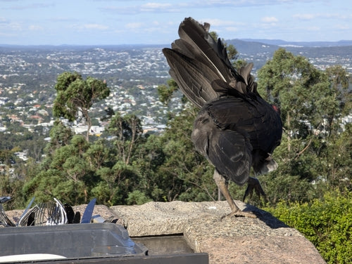 Australisches Buschhuhn — Bild 2 von 8