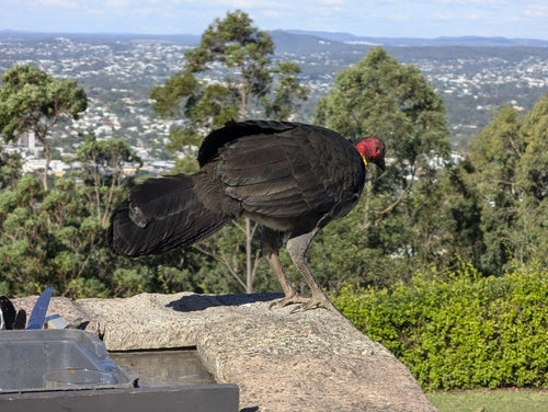 Australisches Buschhuhn — Bild 1 von 8