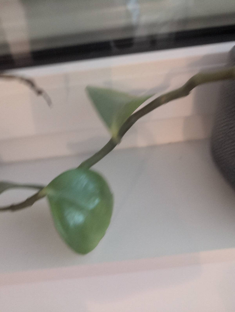Wachsblume — Bild 4