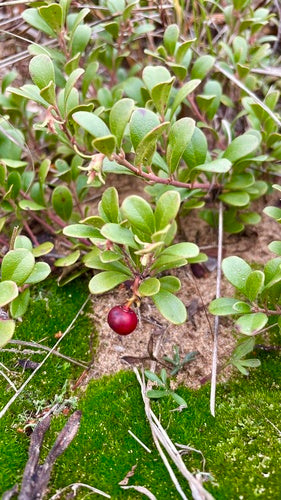 Baerentraube — Bild 3