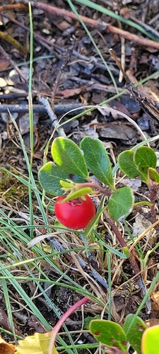 Baerentraube — Bild 4
