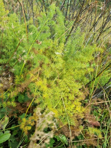 Baerwurz — Bild 1