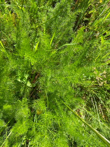 Baerwurz — Bild 4