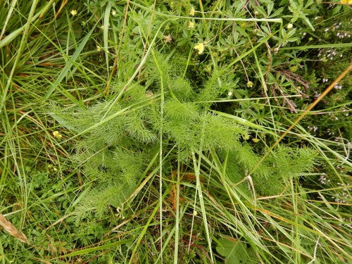 Baerwurz — Bild 2