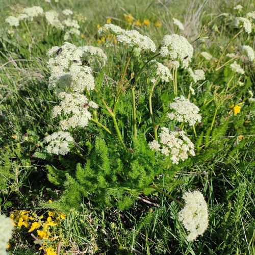 Baerwurz — Bild 3