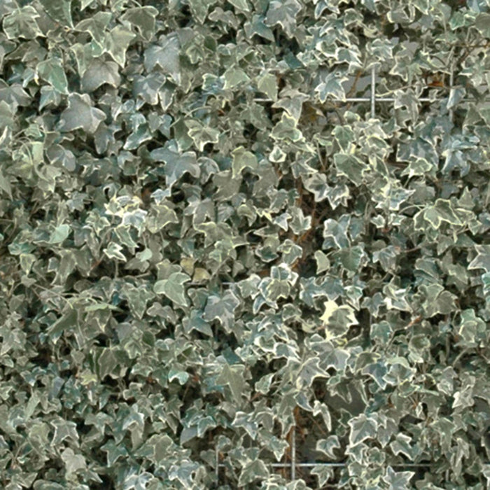 Balkon-Fertighecke Efeu – Balkon-Efeu im Detail bzw. im Garten