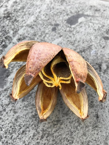Balsamapfel — Bild 5 von 11