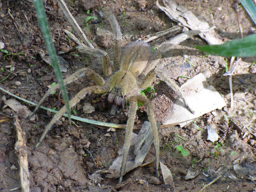 Bananenspinne — Bild 2