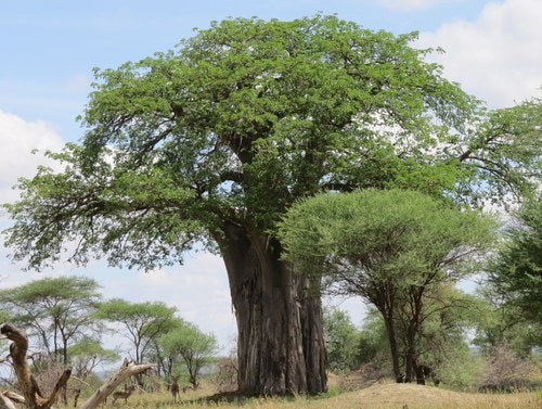 Baobab — Bild 5