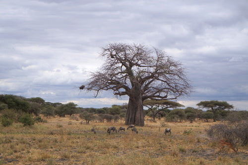 Baobab — Bild 3