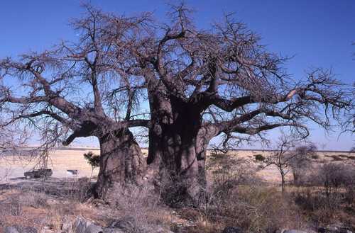 Baobab — Bild 2