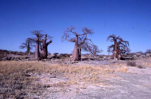 Baobab — Bild 1
