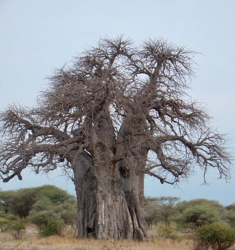 Baobab — Bild 4