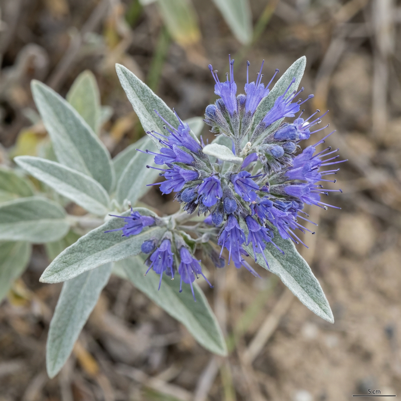 Bartblume