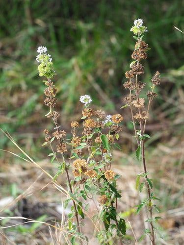 Bartblume — Bild 4 von 53