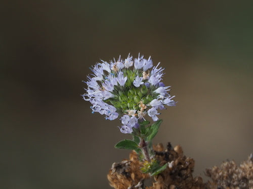 Bartblume — Bild 5 von 53