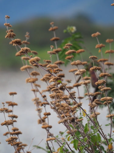 Bartblume — Bild 3