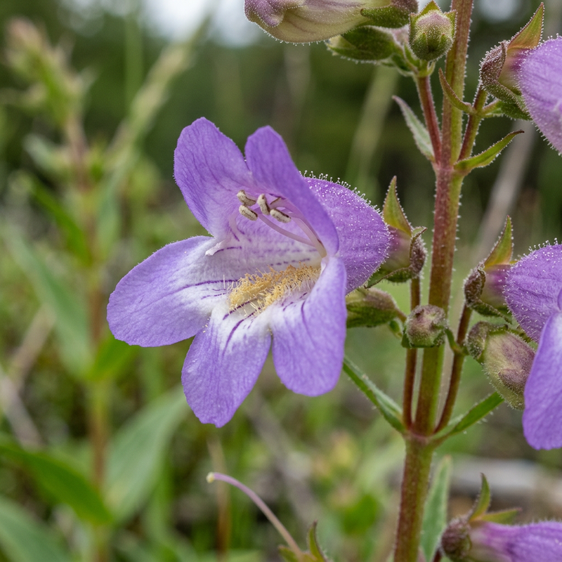 Bartfaden (Penstemon), KI-Illustration