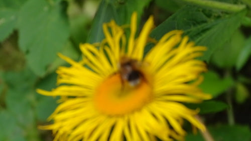 Baumhummel — Bild 4