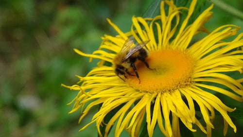 Baumhummel — Bild 5
