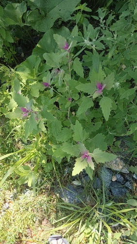 Baumspinat — Bild 1