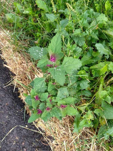 Baumspinat — Bild 2