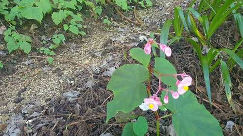 Begonien — Bild 3 von 5