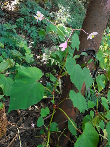 Begonien — Bild 5