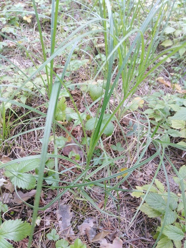 Behaarte Segge — Bild 2 von 9