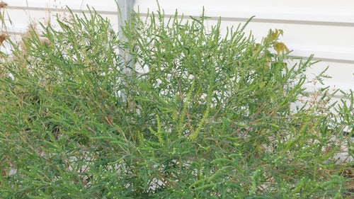 Beifuss — Bild 2