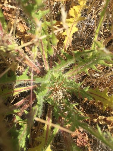 Benediktenkraut — Bild 5