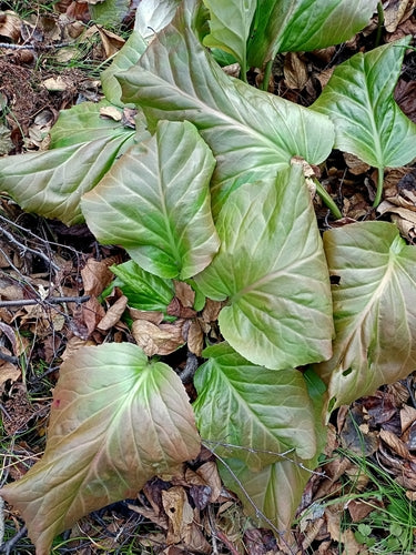 Bergenie — Bild 3