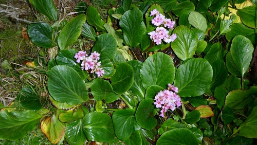Bergenie — Bild 4