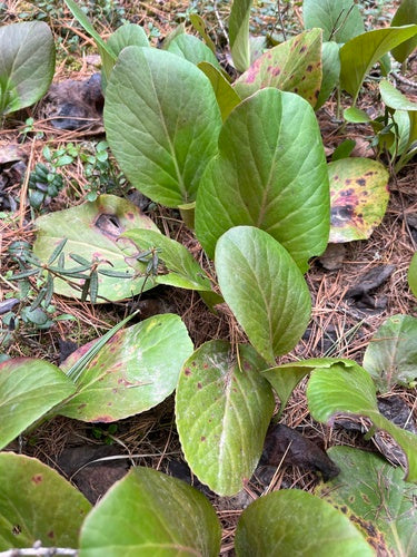 Bergenie — Bild 5