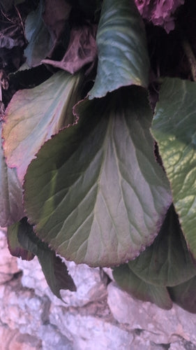 Bergenie — Bild 4 von 40