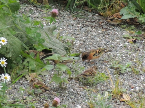 Bergfink — Bild 5