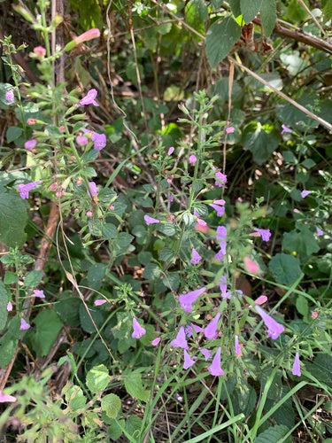 Bergminze — Bild 5 von 50