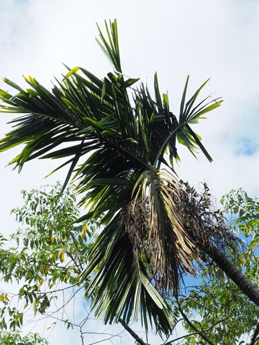 Betelpalme — Bild 1 von 8