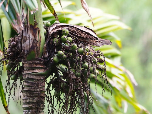 Betelpalme — Bild 2 von 8