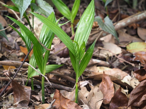 Betelpalme — Bild 5 von 8