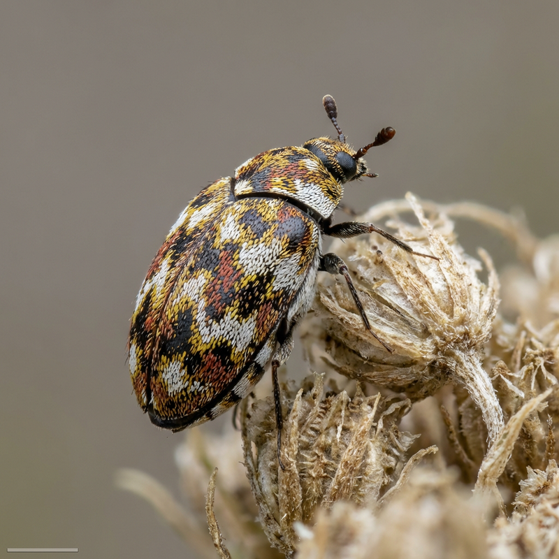Bibernellen Blütenkäfer