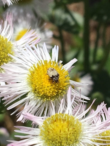 Bibernellen Blütenkäfer — Bild 1
