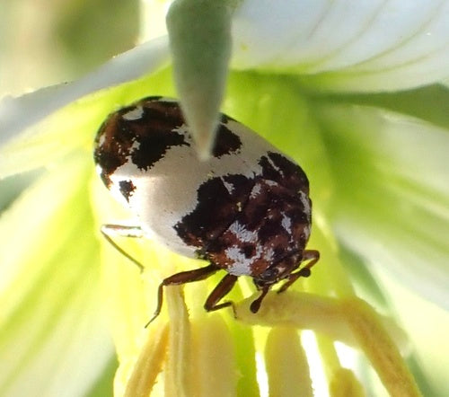 Bibernellen Blütenkäfer — Bild 4