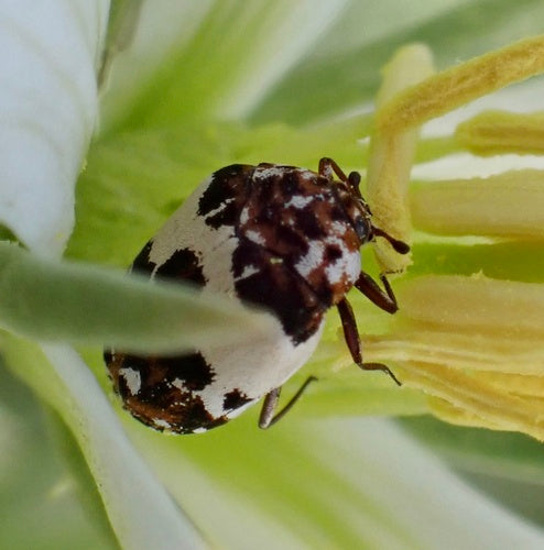 Bibernellen Blütenkäfer — Bild 3