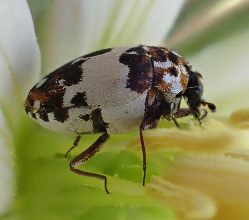Bibernellen Blütenkäfer — Bild 2