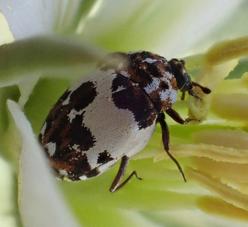 Bibernellen Blütenkäfer — Bild 5