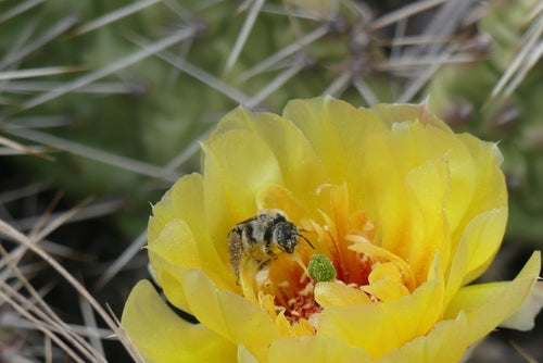 Bienen — Bild 5