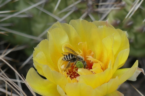 Bienen — Bild 4